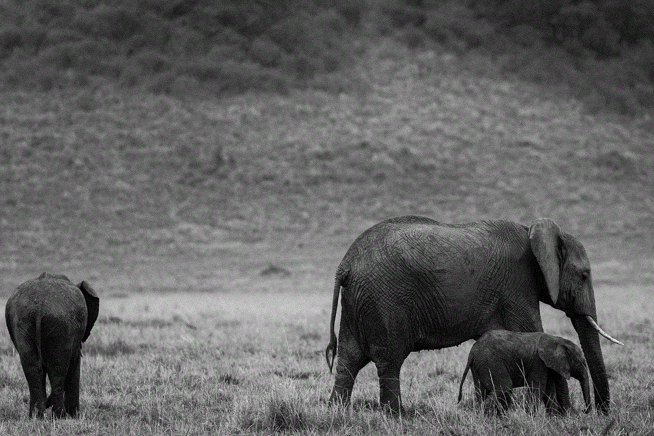 African Elephants Animals