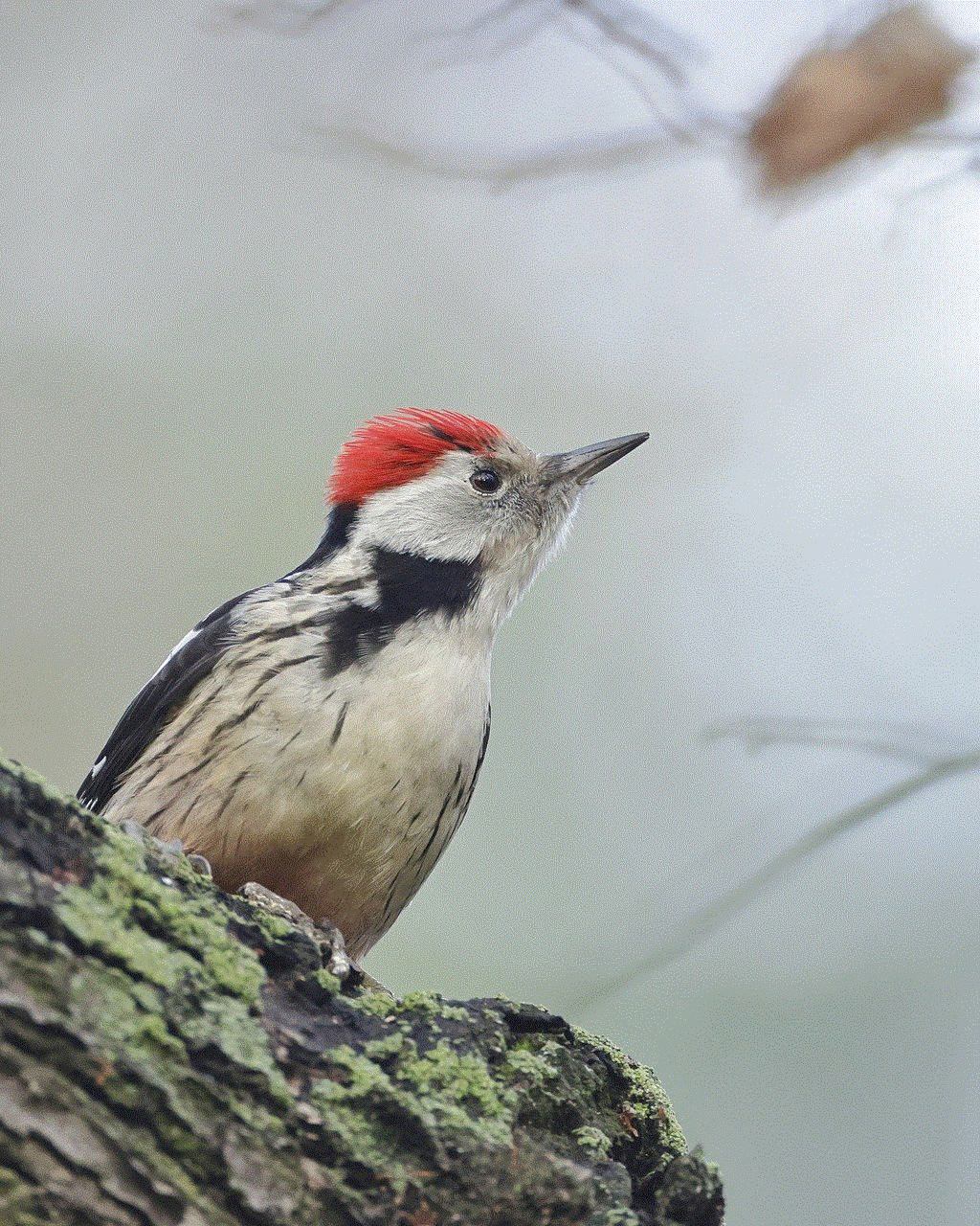 Middle Spotted Woodpecker Woodpecker