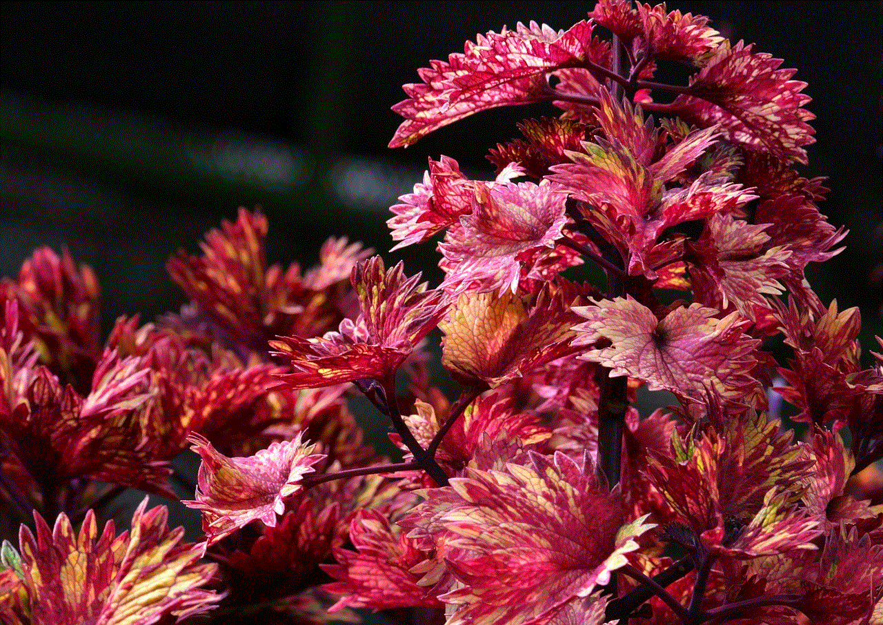 Nature Coleus