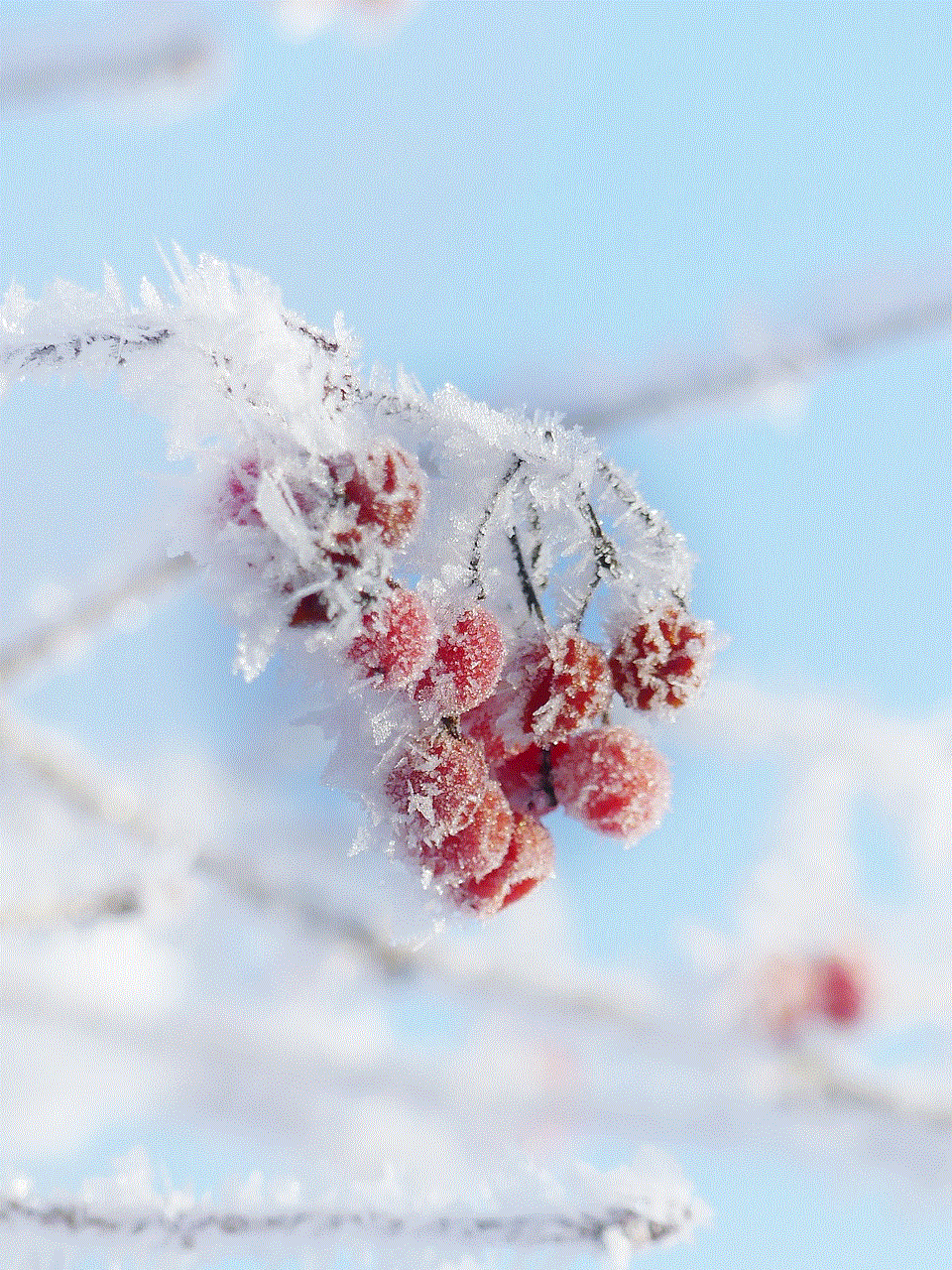 Ice Cream Ice Crystals