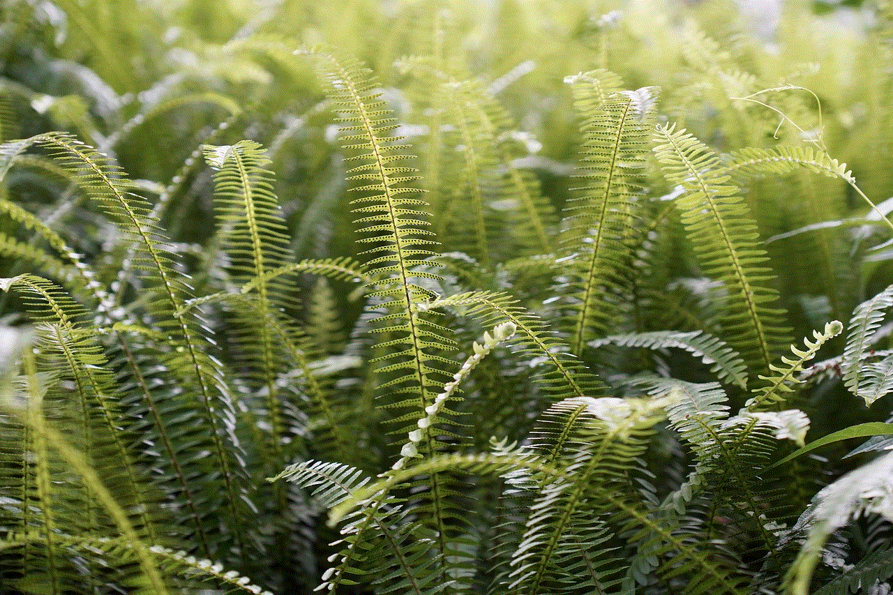 Ferns Plants