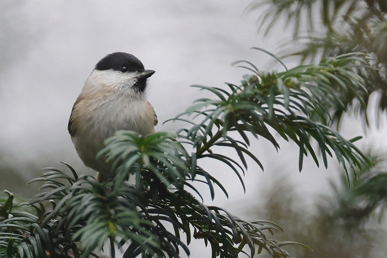 Bird Marsh Tit