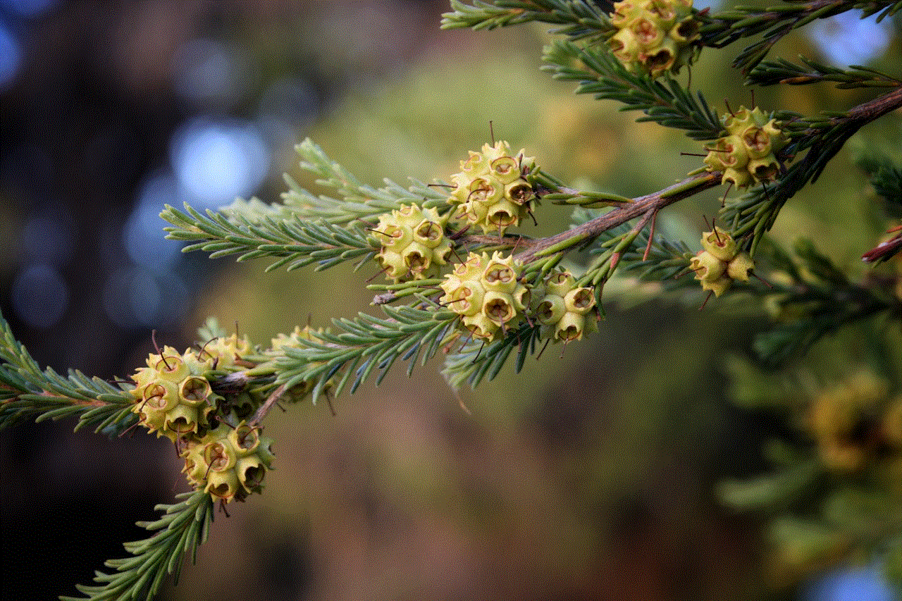 Flowers Beautiful Flowers