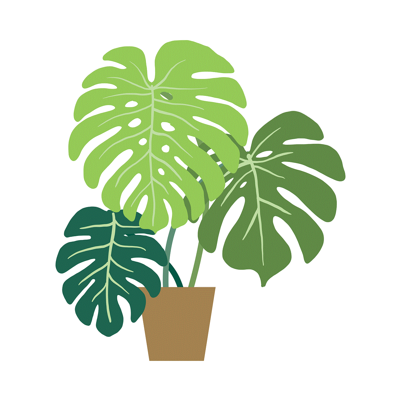 Monstera Plant
