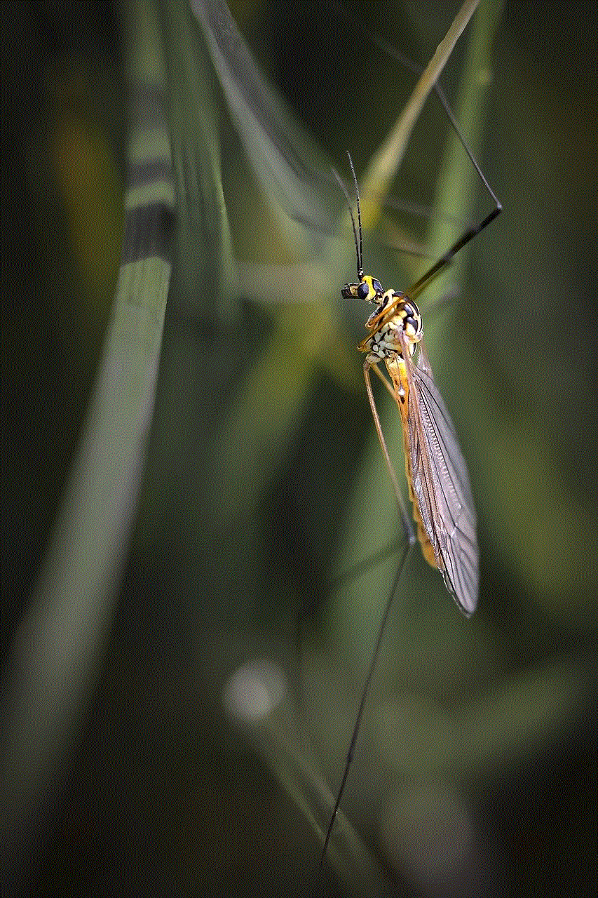 Insect Nephrotoma