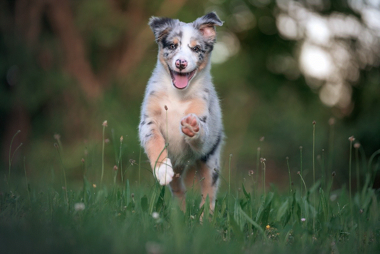 Australian Shepherd Australia