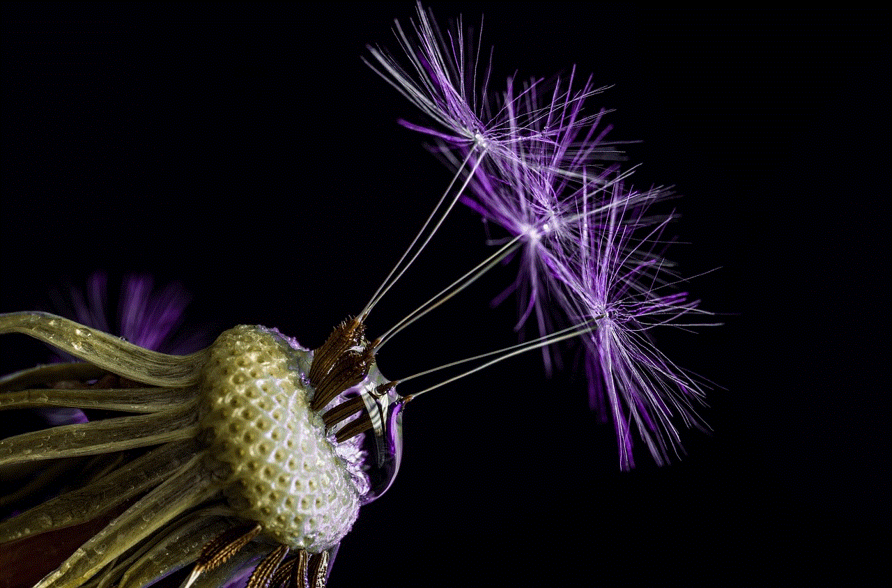 Macroperspective Dandelion