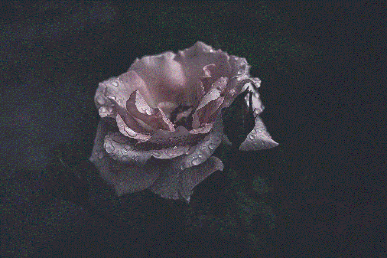 Pink Rose Rose