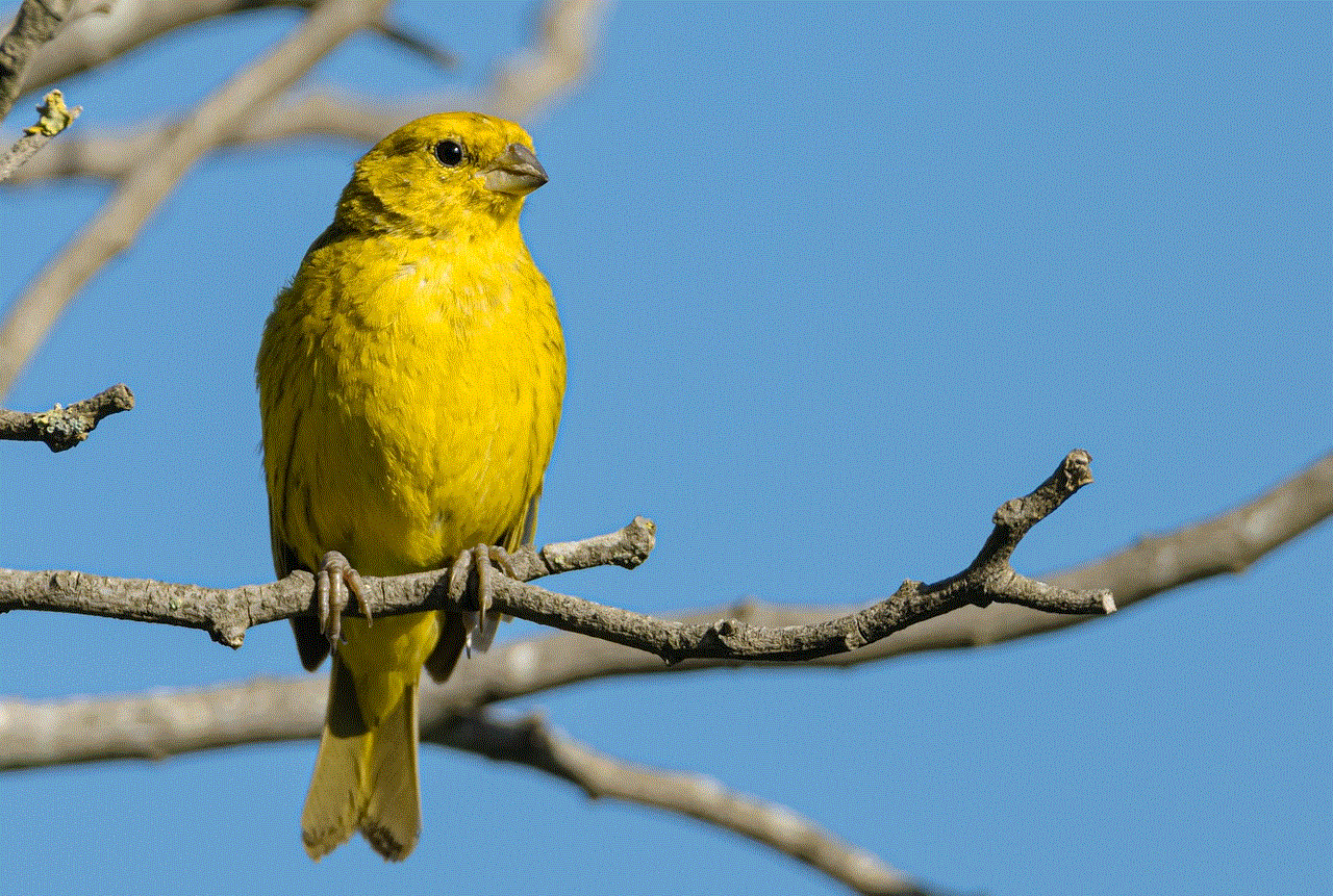 Goldfinch Bird