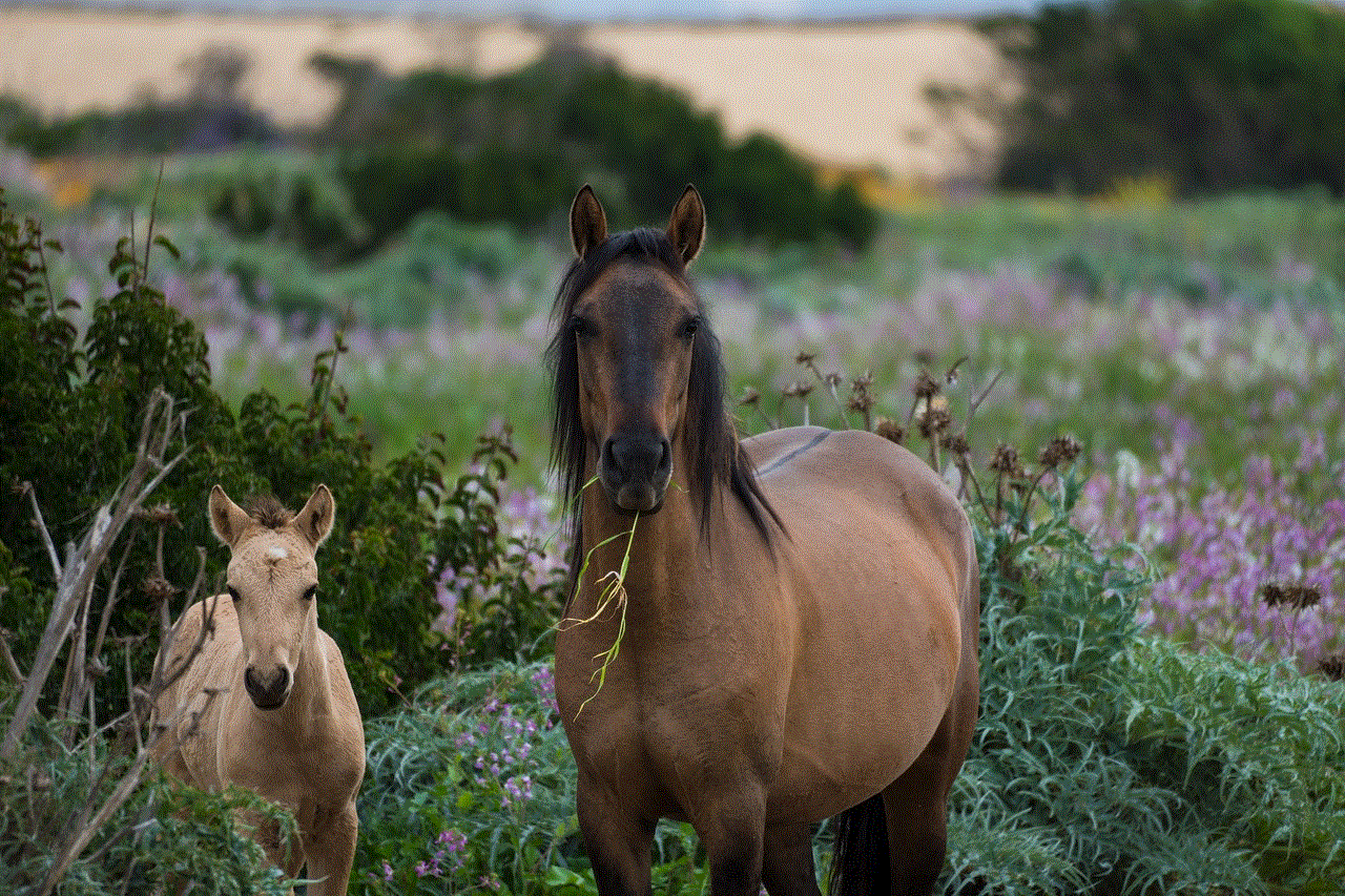 Horses Animals