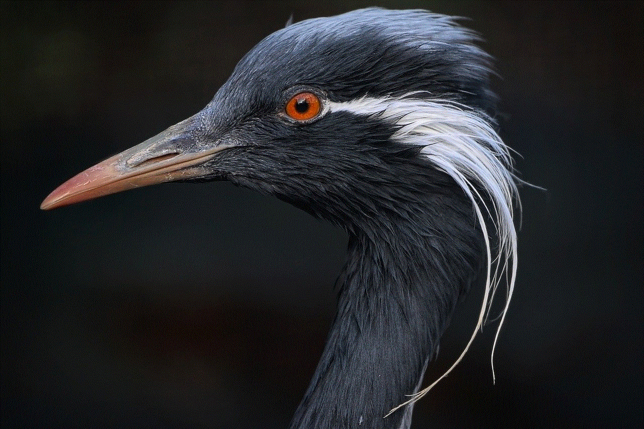 Demoiselle Crane Crane