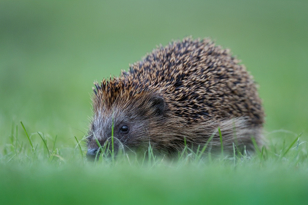 Hedgehog Cute