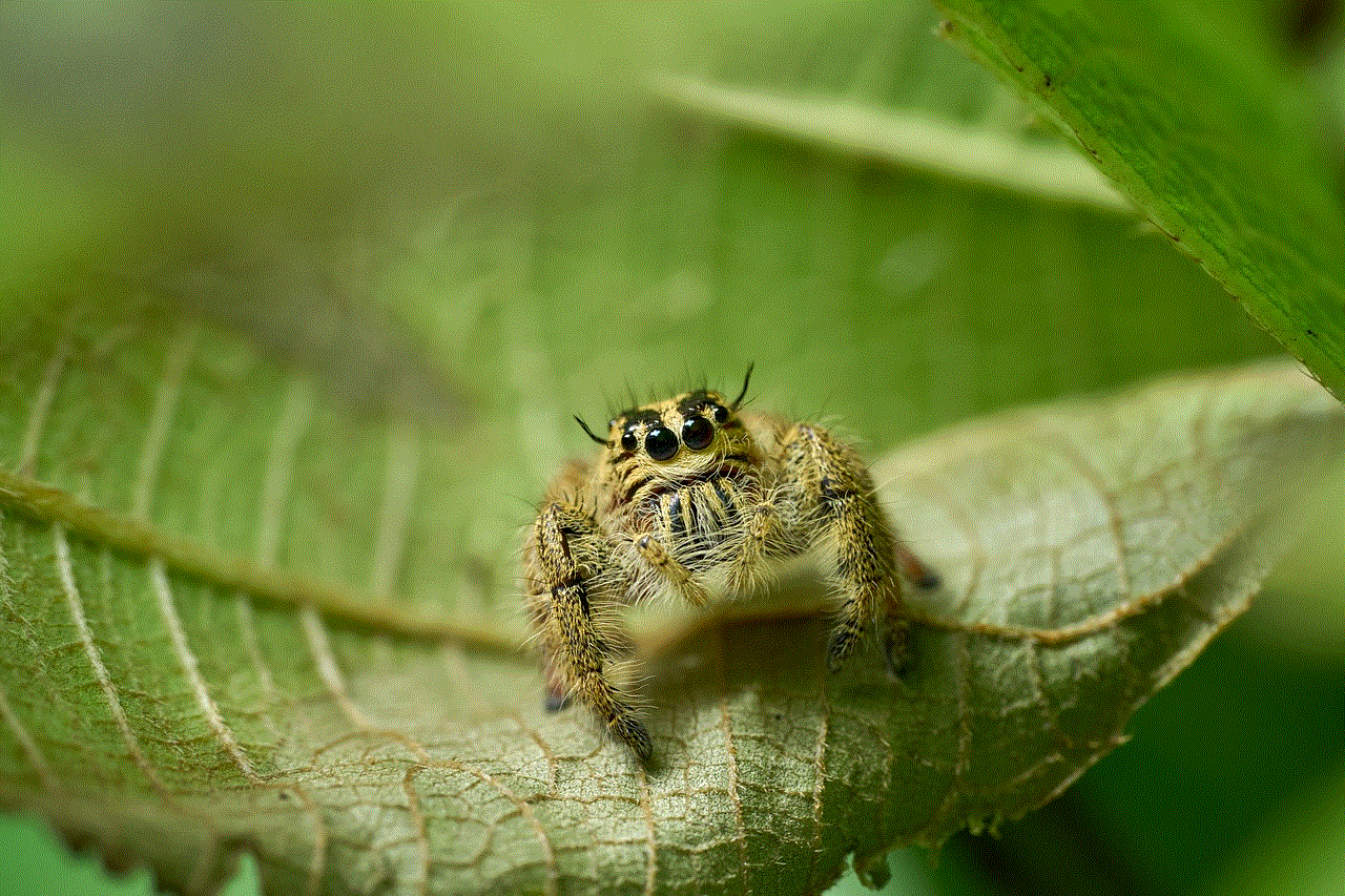 Jumping Spider Arachnid