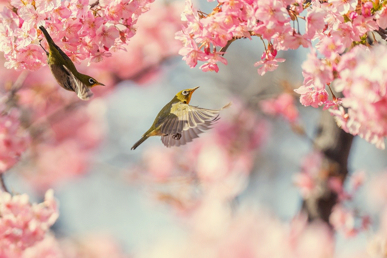 Bird Cherry Blossoms