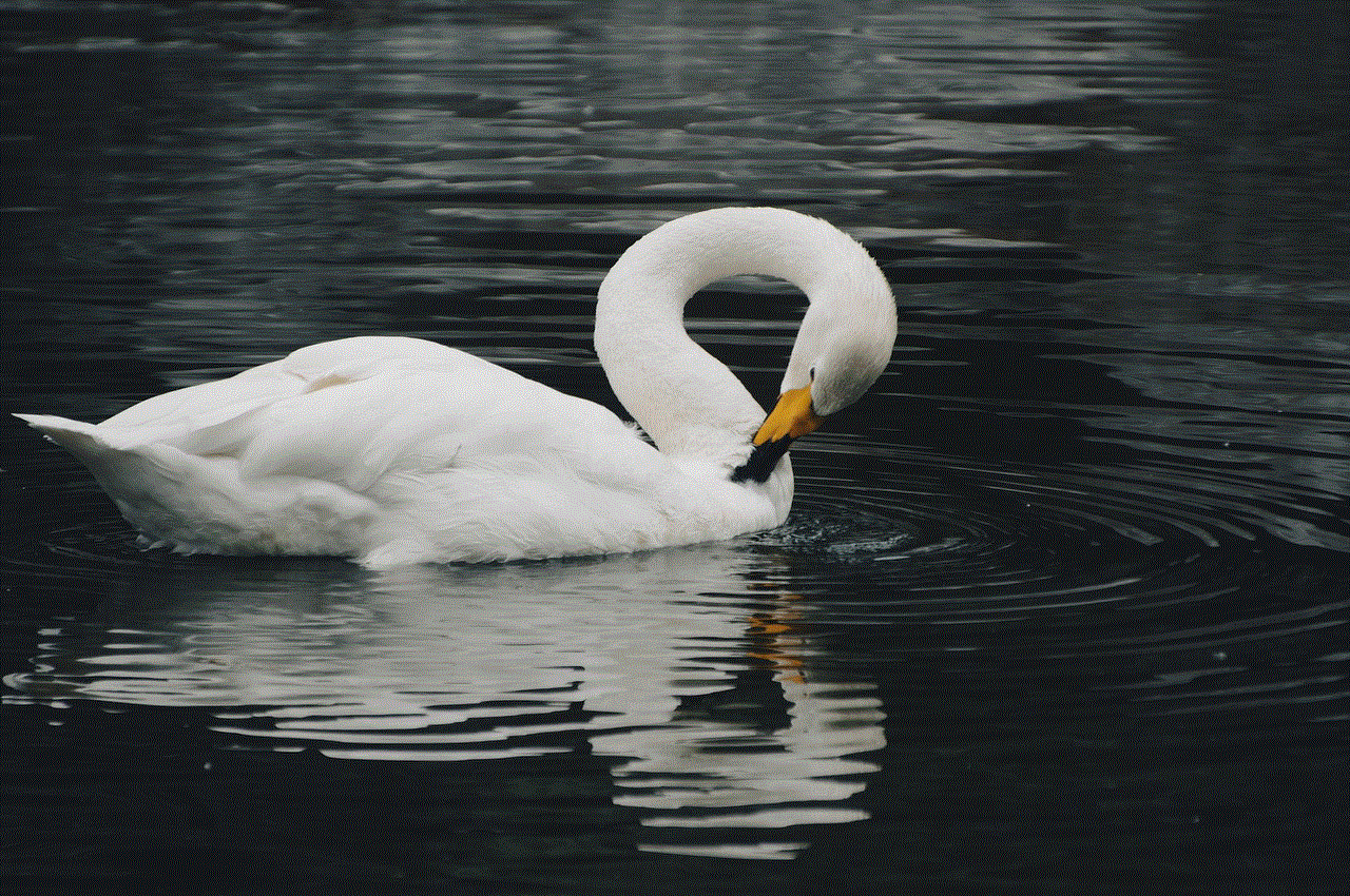 Bird Swan