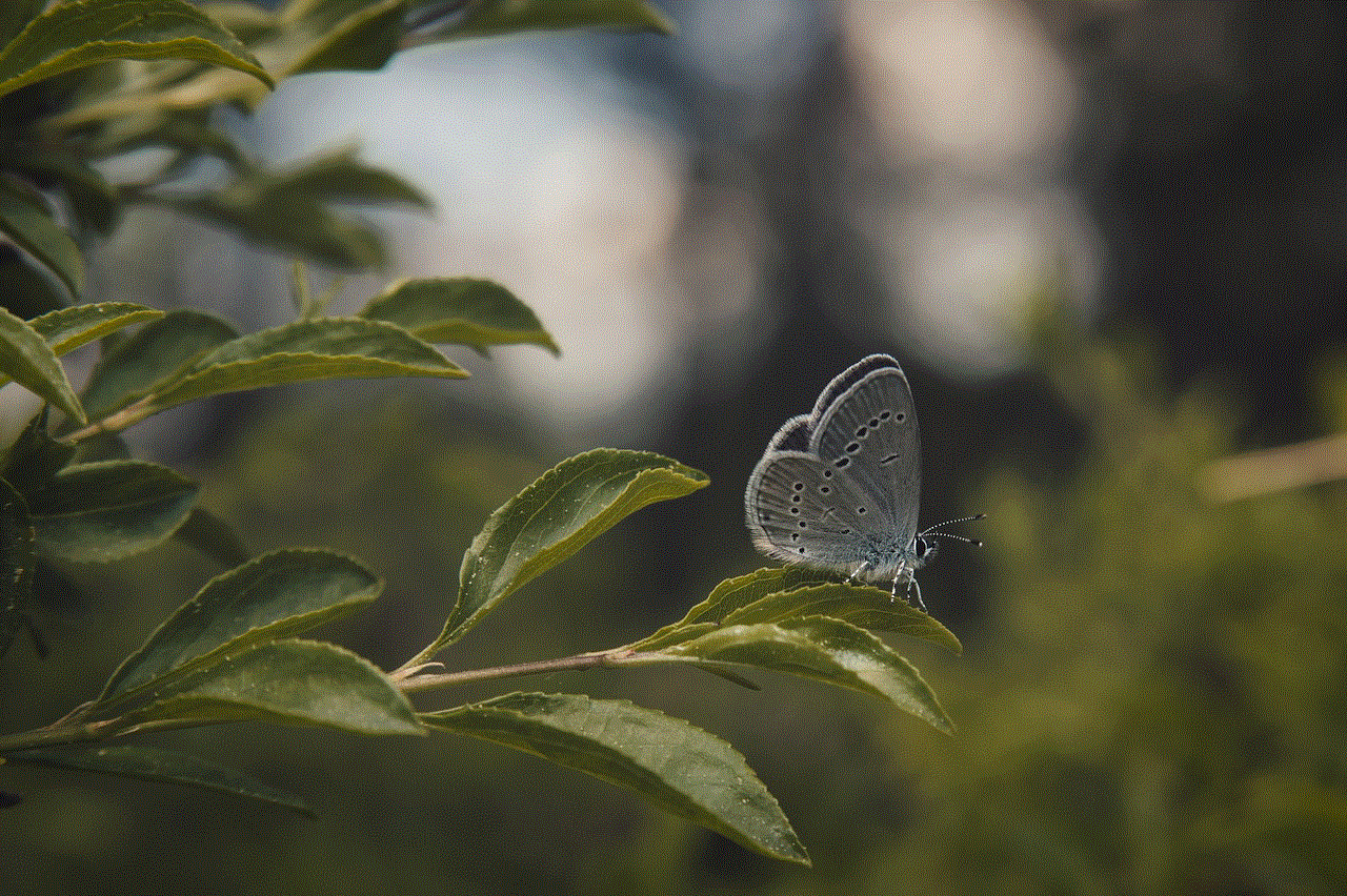Butterfly Caterpillar