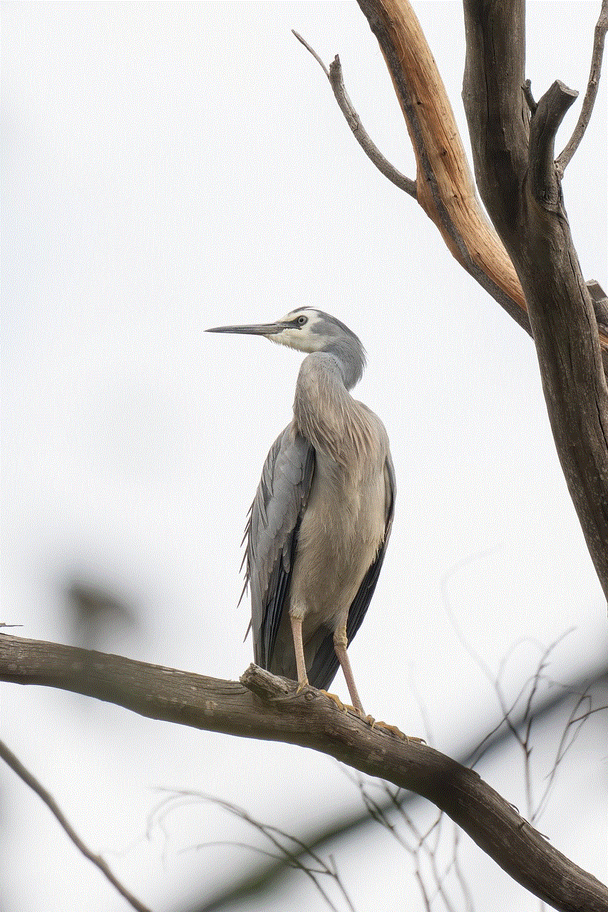 White-Faced Heron Heron