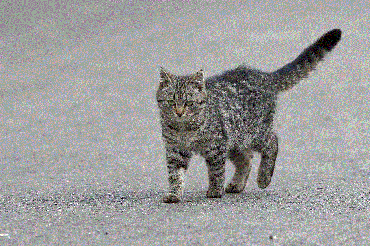 Gray Cat 4K Wallpaper