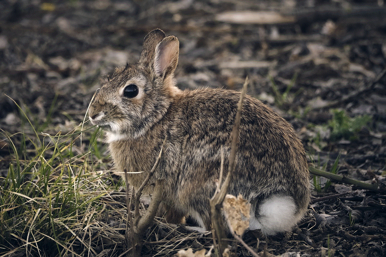 Hare Bunny