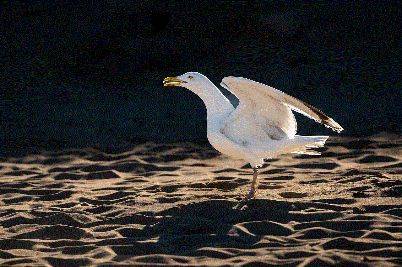 Herring Gull Gull