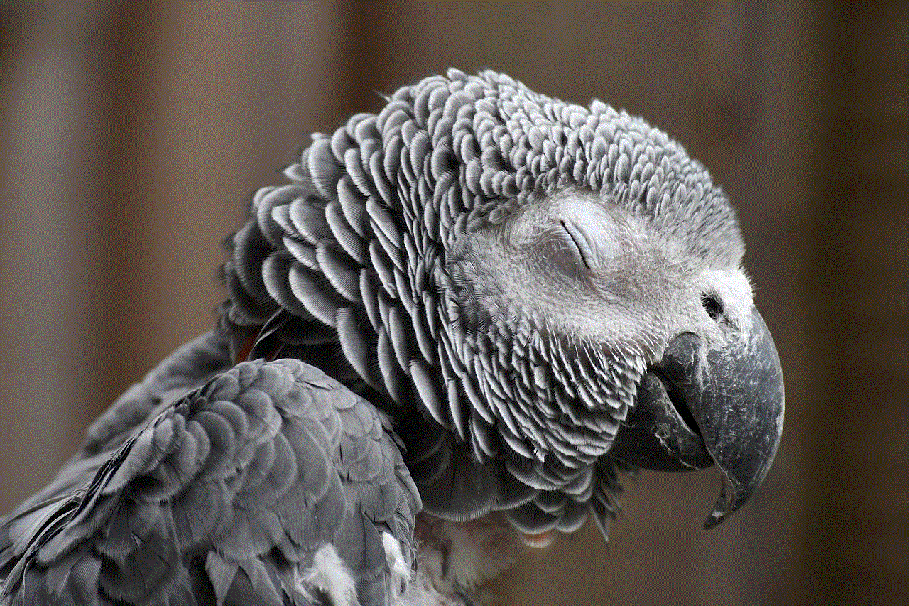 Parrot African Grey Parrot