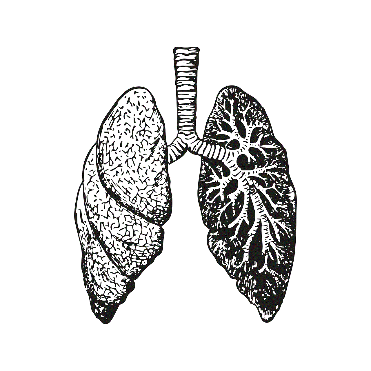 Lungs Anatomy