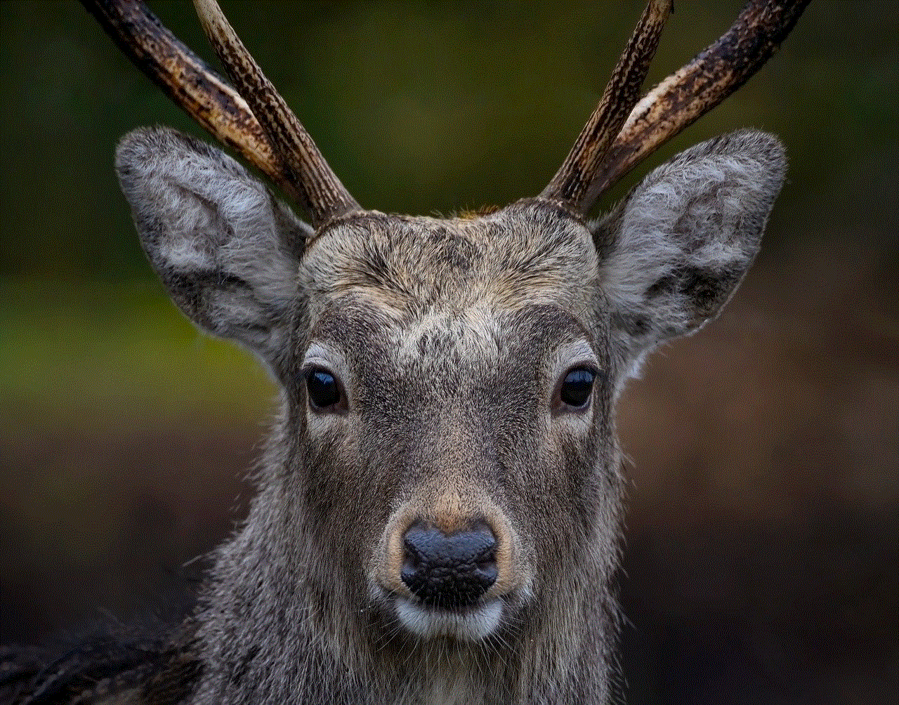 Deer Stag