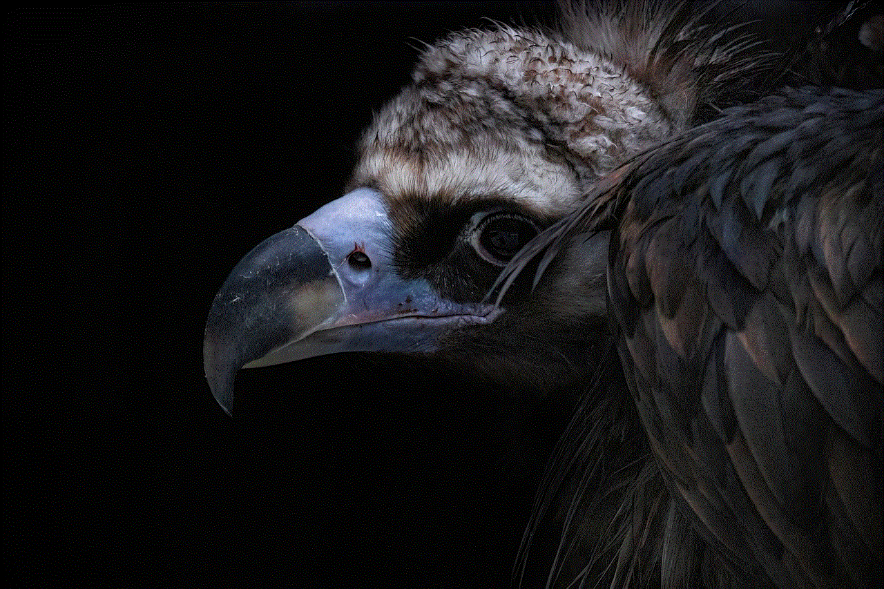 Vulture Brown Vulture