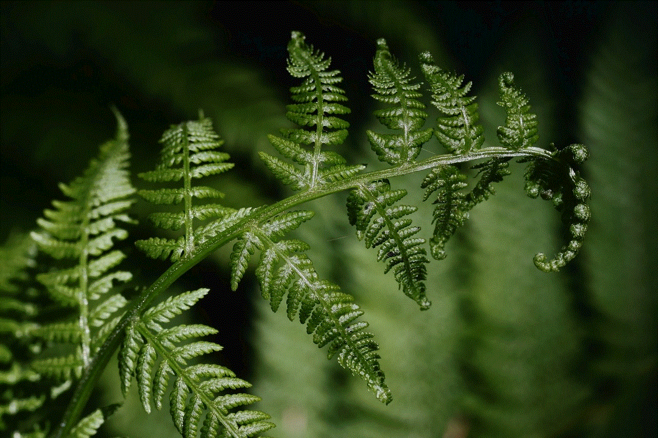 Fern Fern Fronds