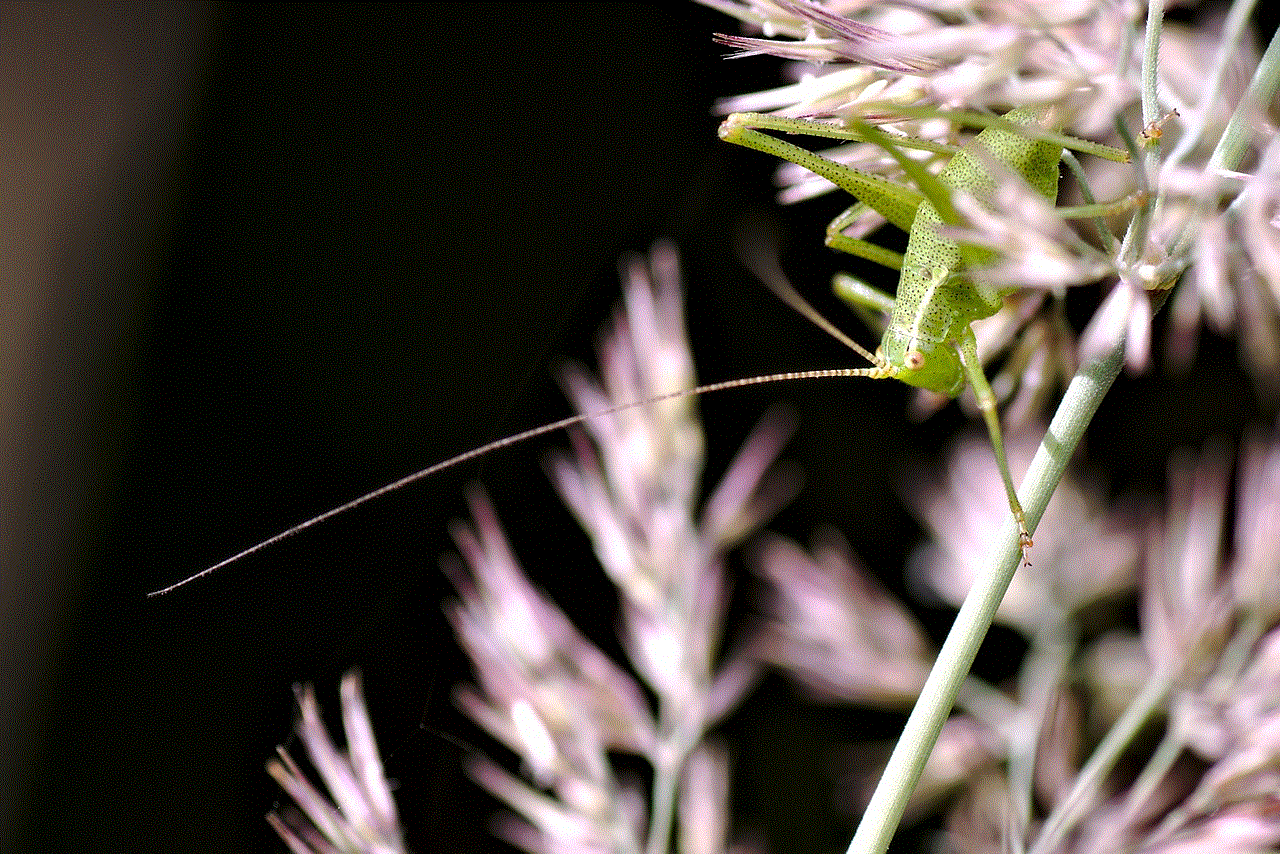 Insect Grasshopper