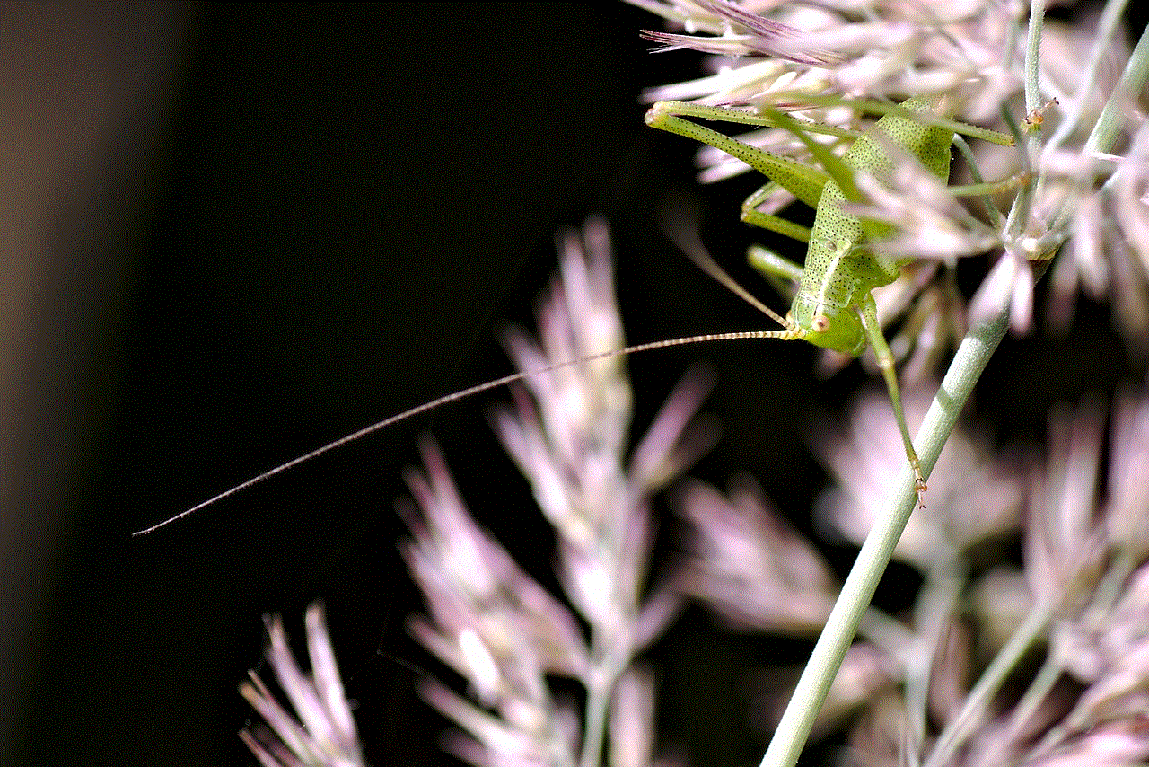 Insect Grasshopper Insect Grasshopper