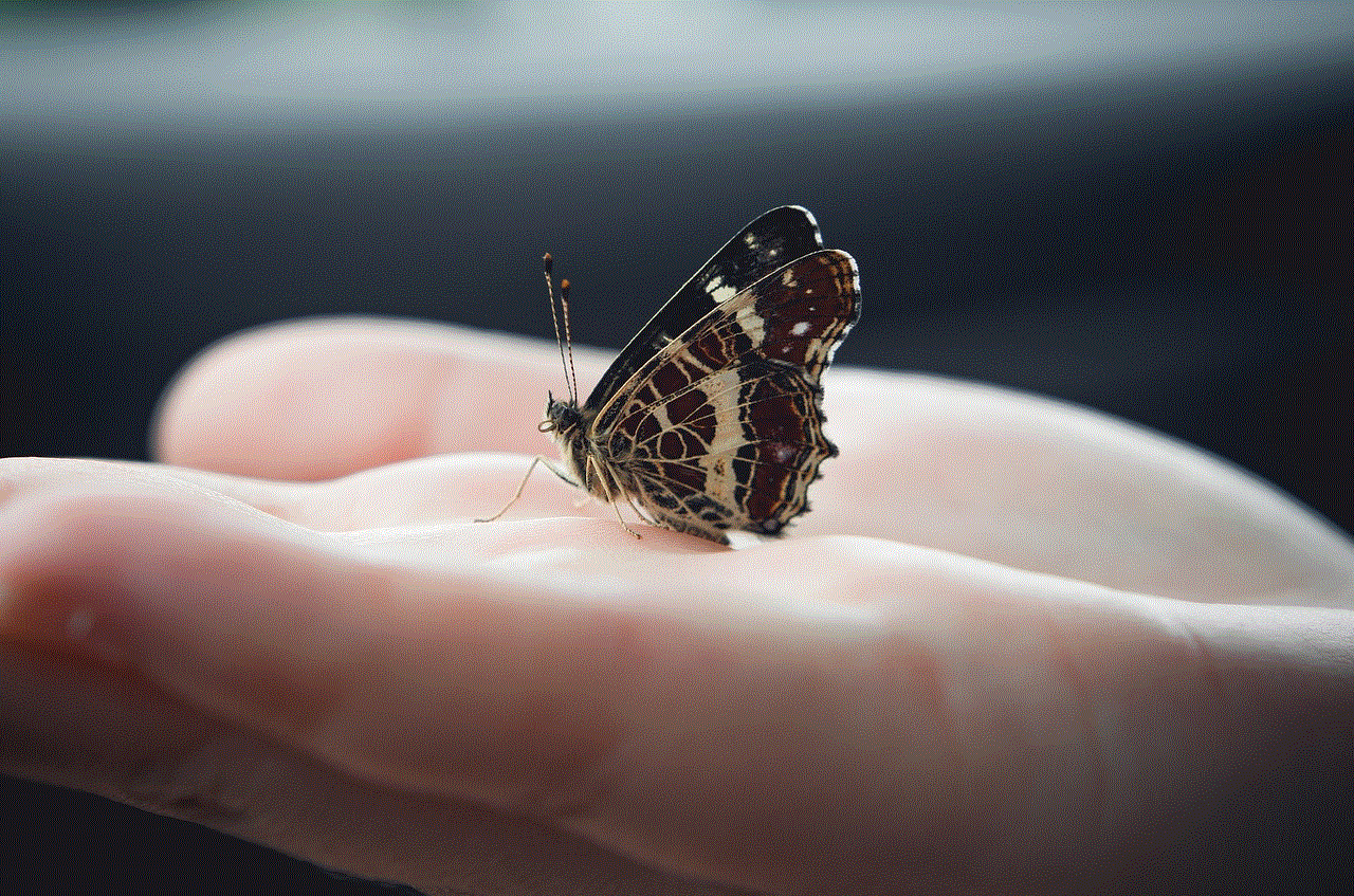 Insect Butterfly