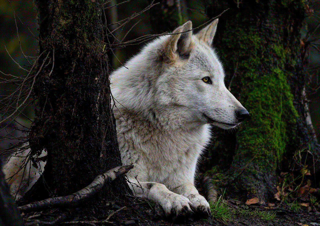 Grey Wolf Timber Wolf