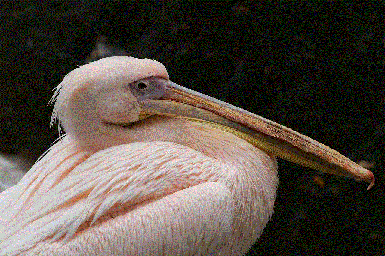 Pelican Bird