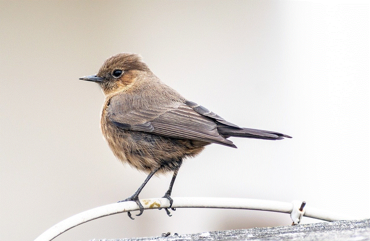 Indian Chat Bird