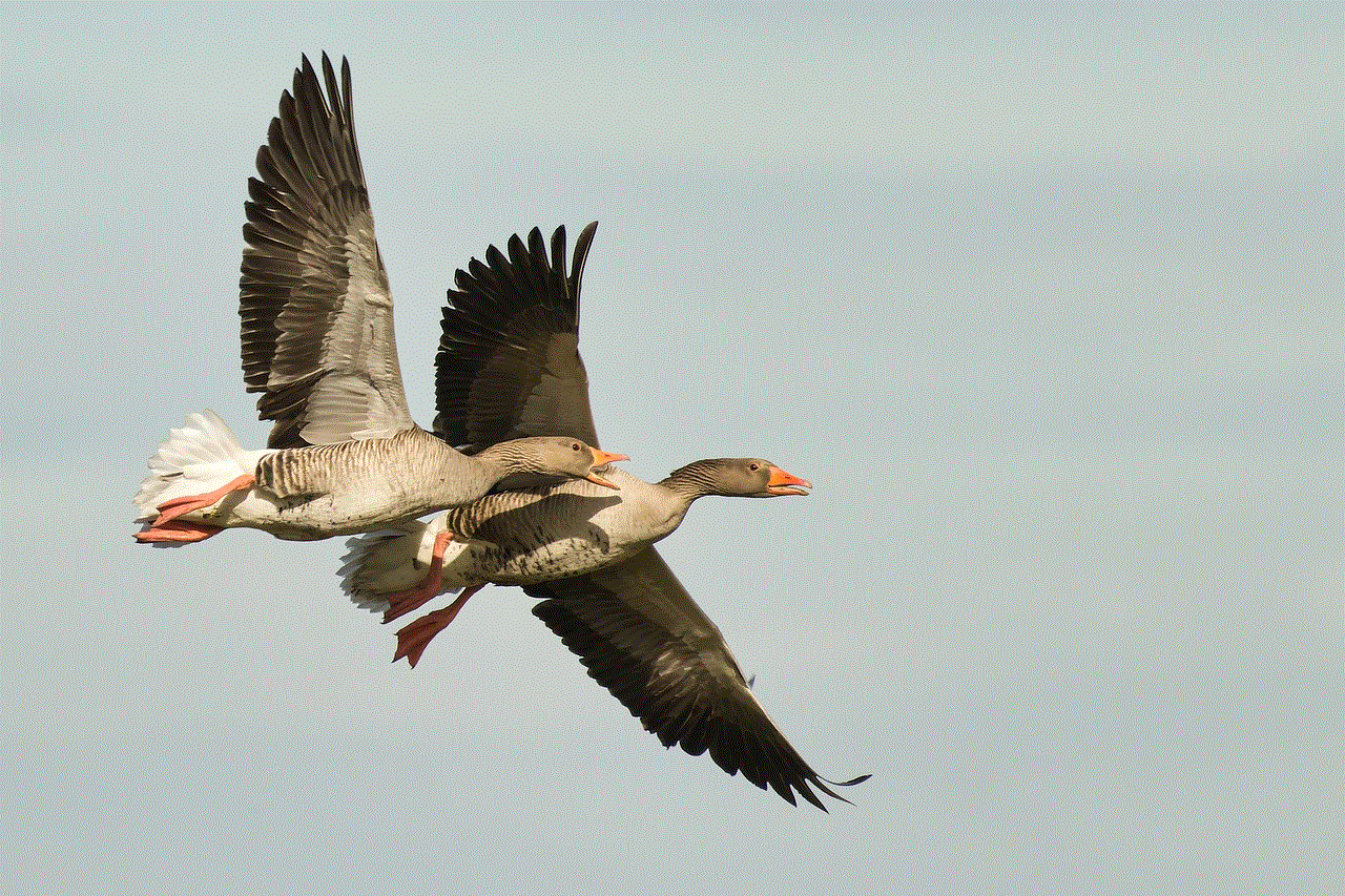 Greylag Goose Goose