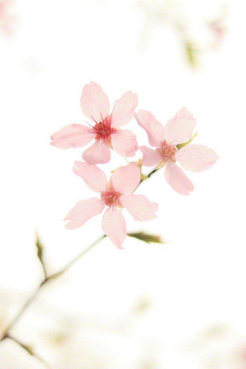 Cherry Blossom Flowers