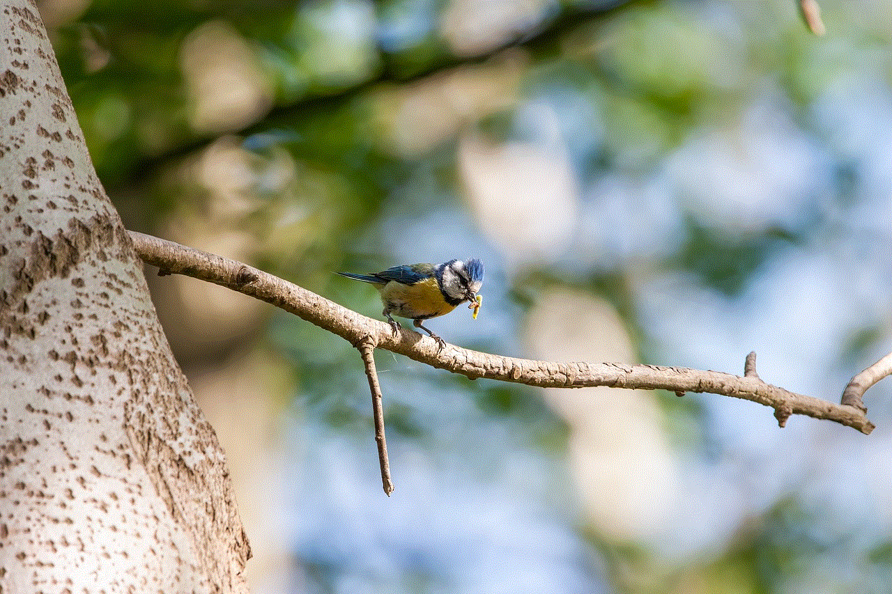 Blue Tit Bird