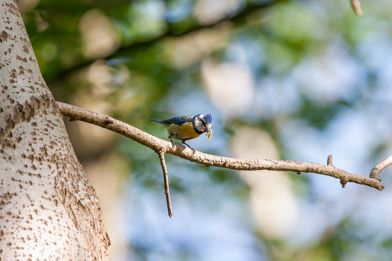 Blue Tit Bird Blue Tit Bird