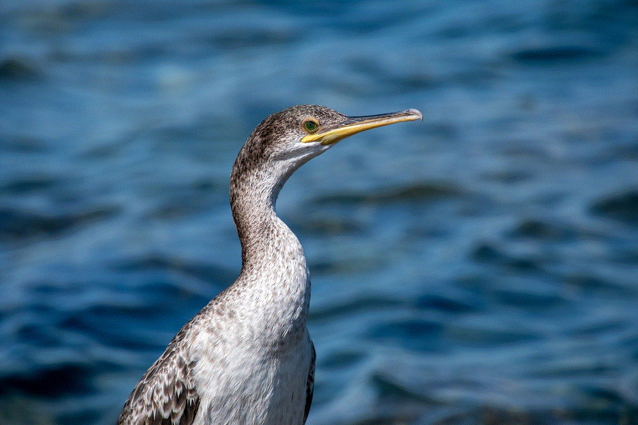 Cormorant Nature