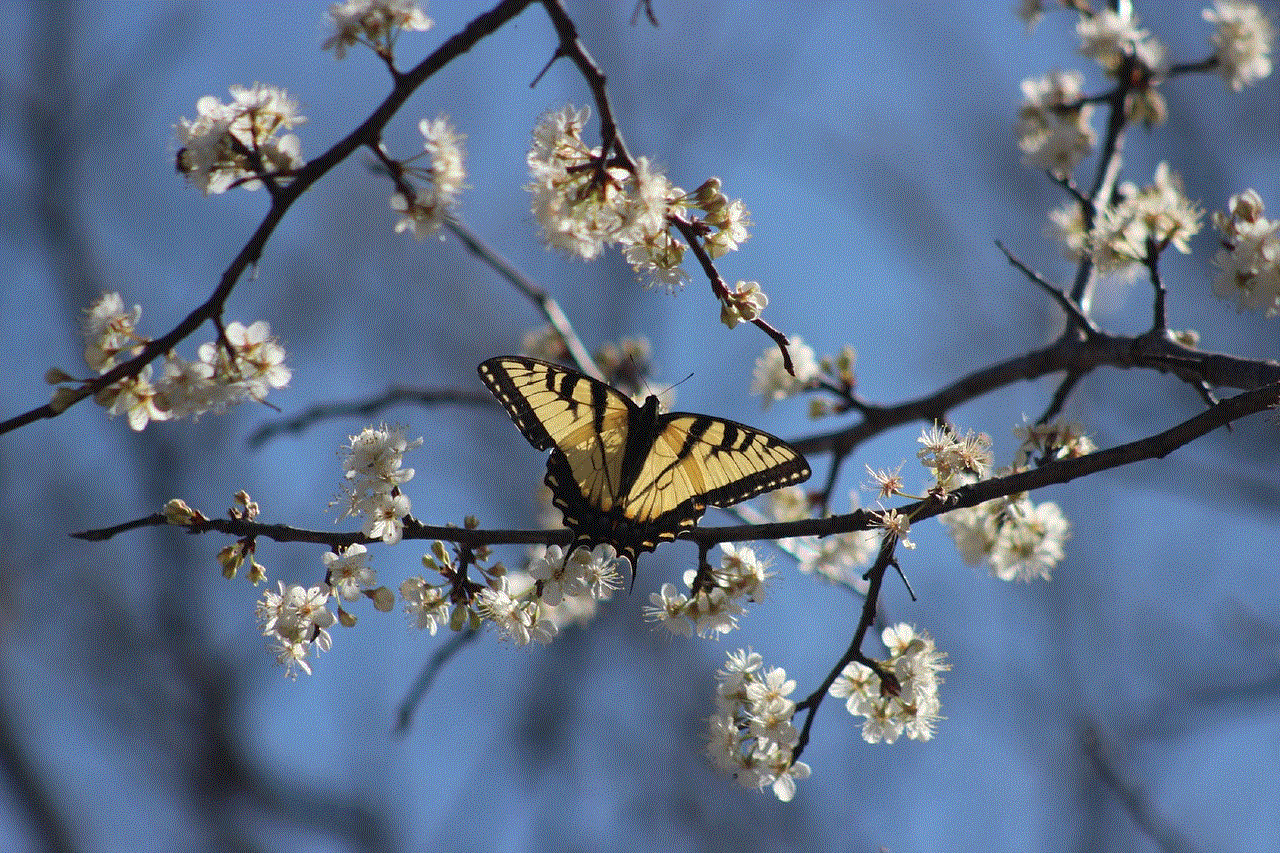 Swallowtail Butterfly