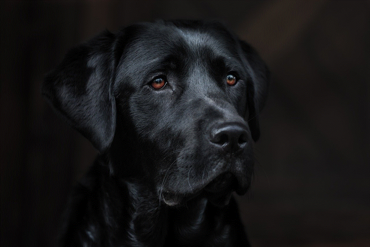 Dog Labrador