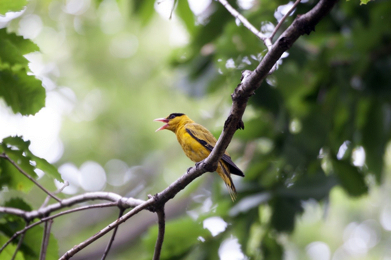 Black Naped Oriole Bird