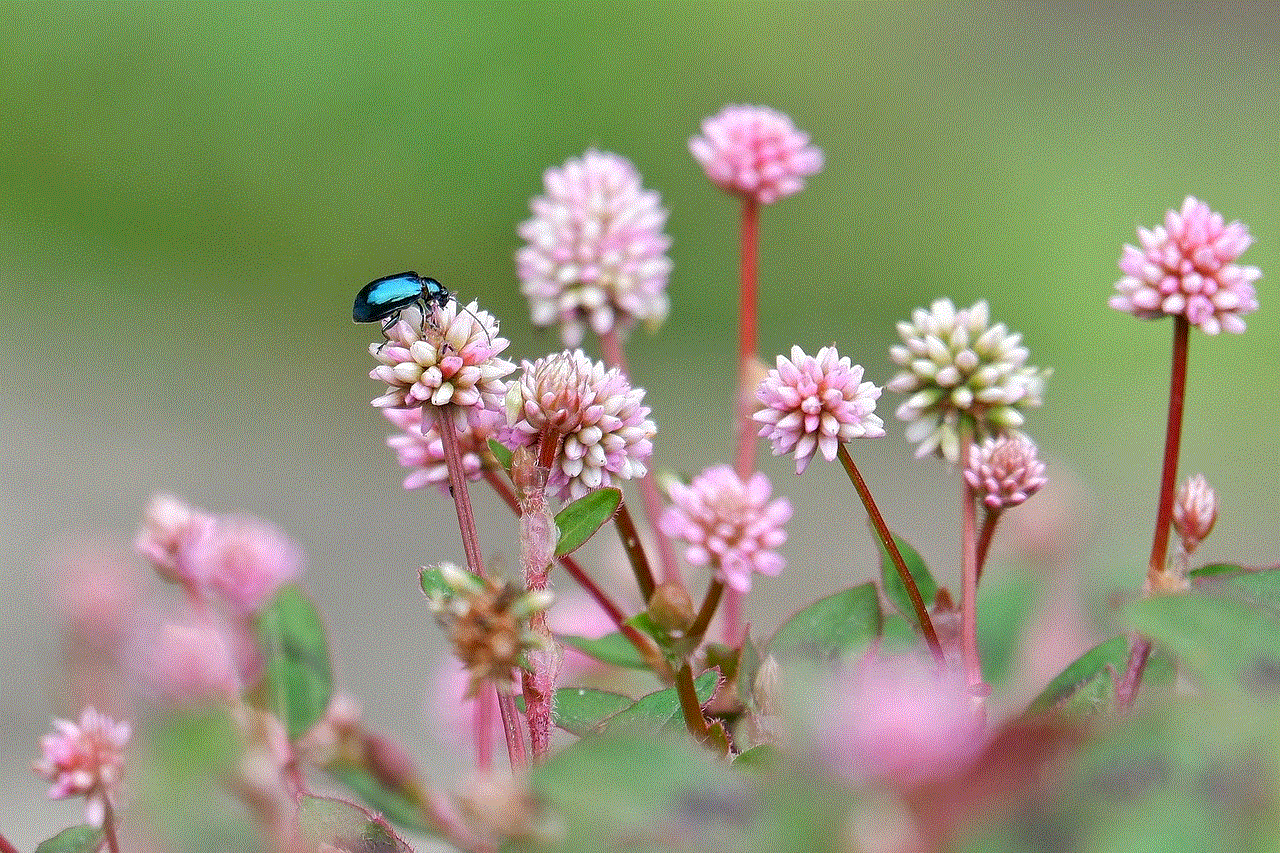 Beetles Wildflowers