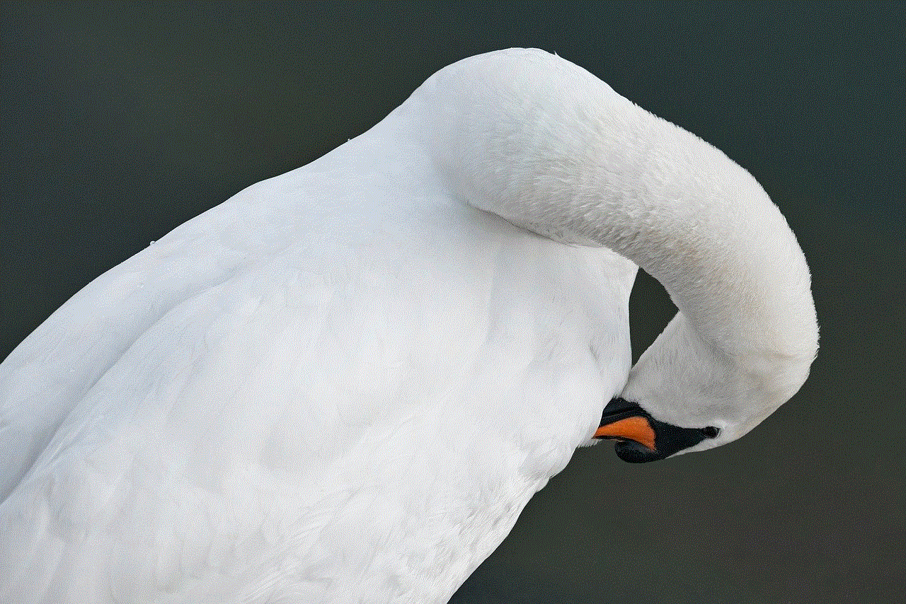 Bird Swan