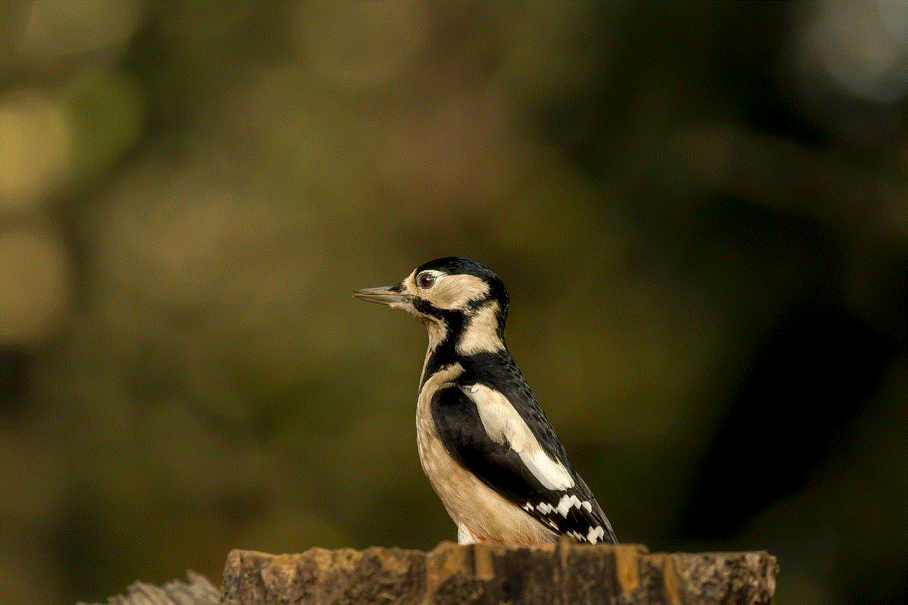 Great Spotted Woodpecker Bird