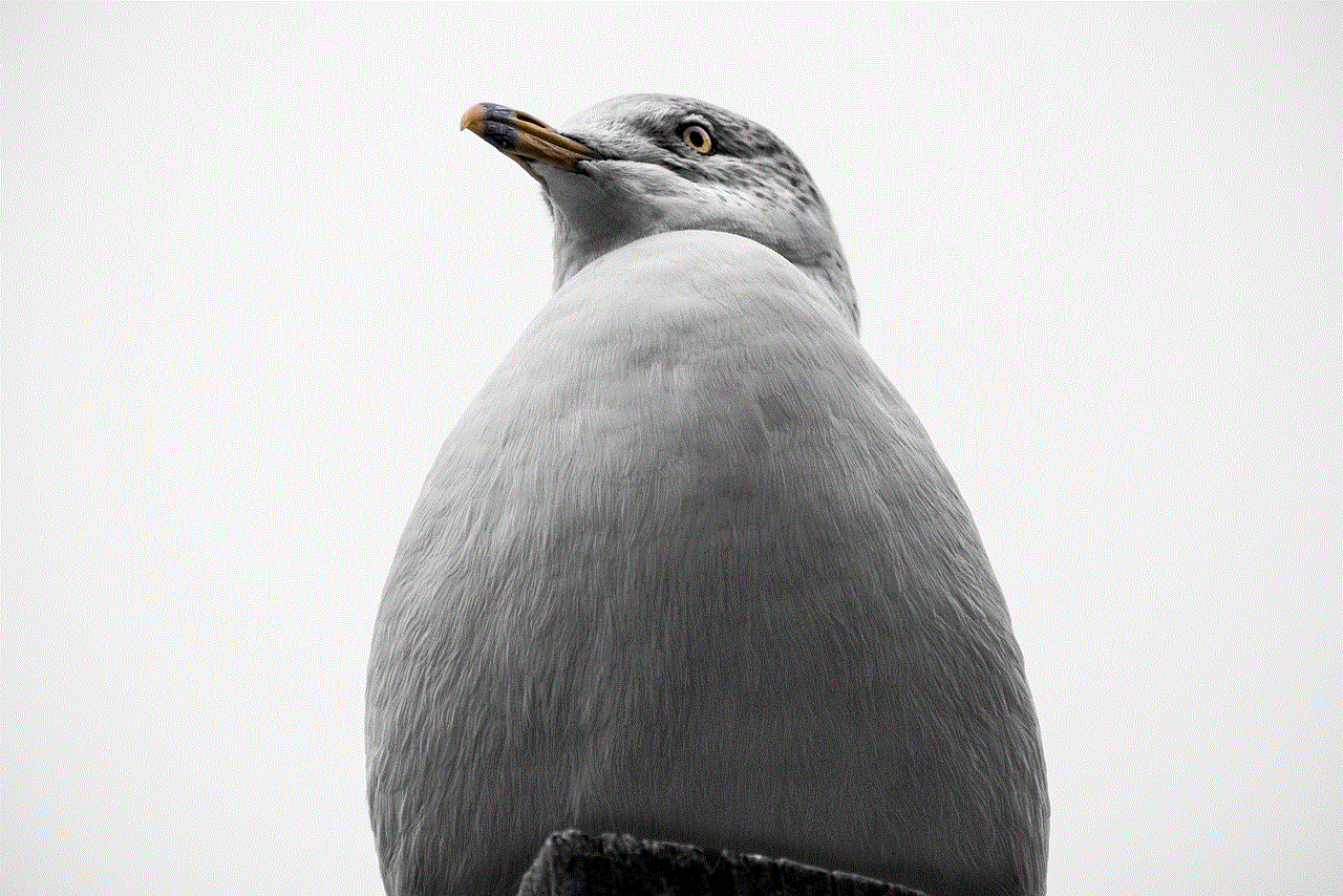 Seagull Common Gull