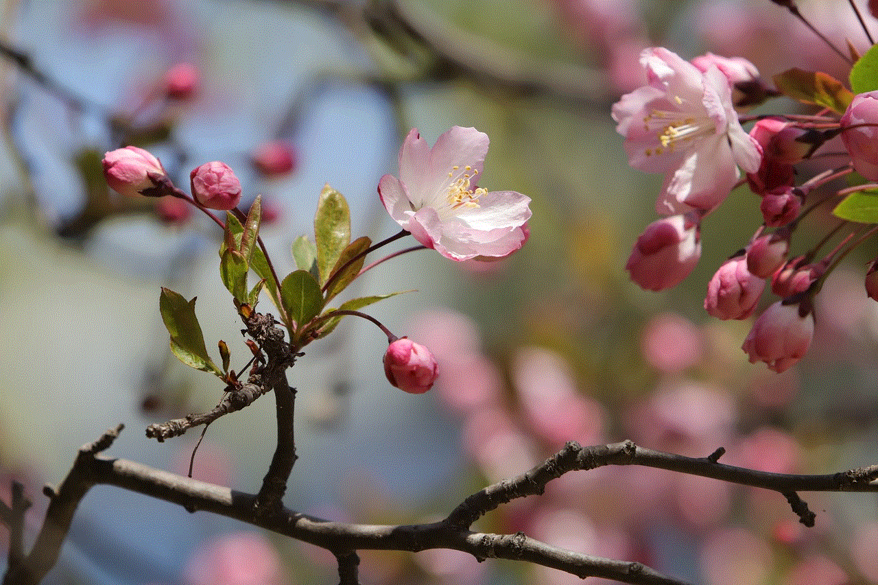 Cherry Blossoms Flowers