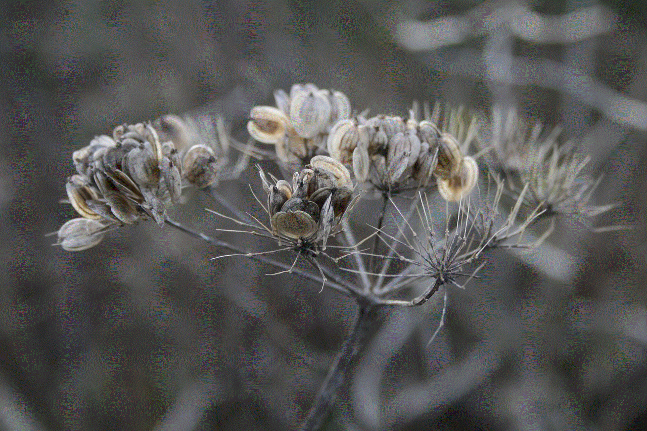 Umbel Flower Faded