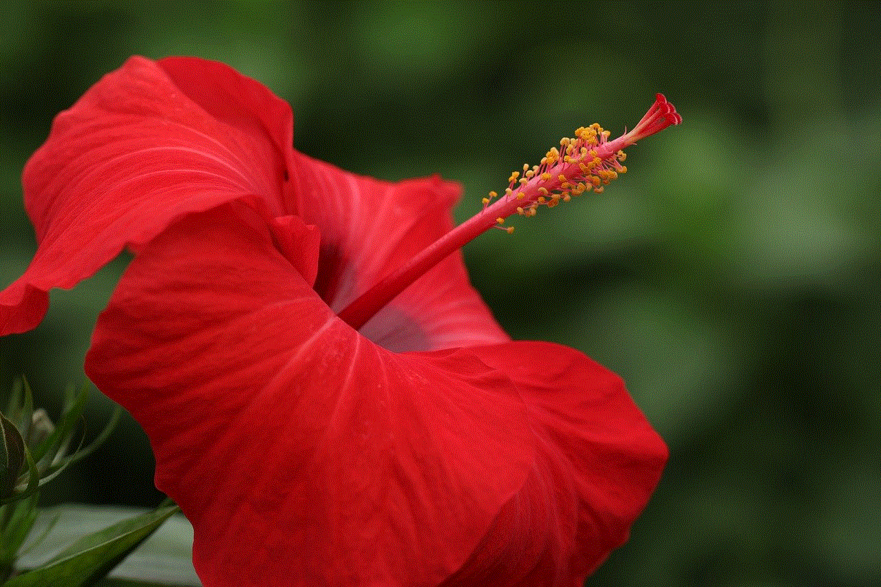 Hibiscus Red Flower